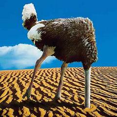 ostrich-head-in-sand.jpg