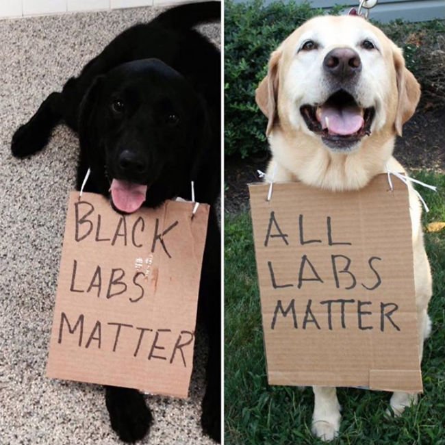 black-labs-matter.jpg