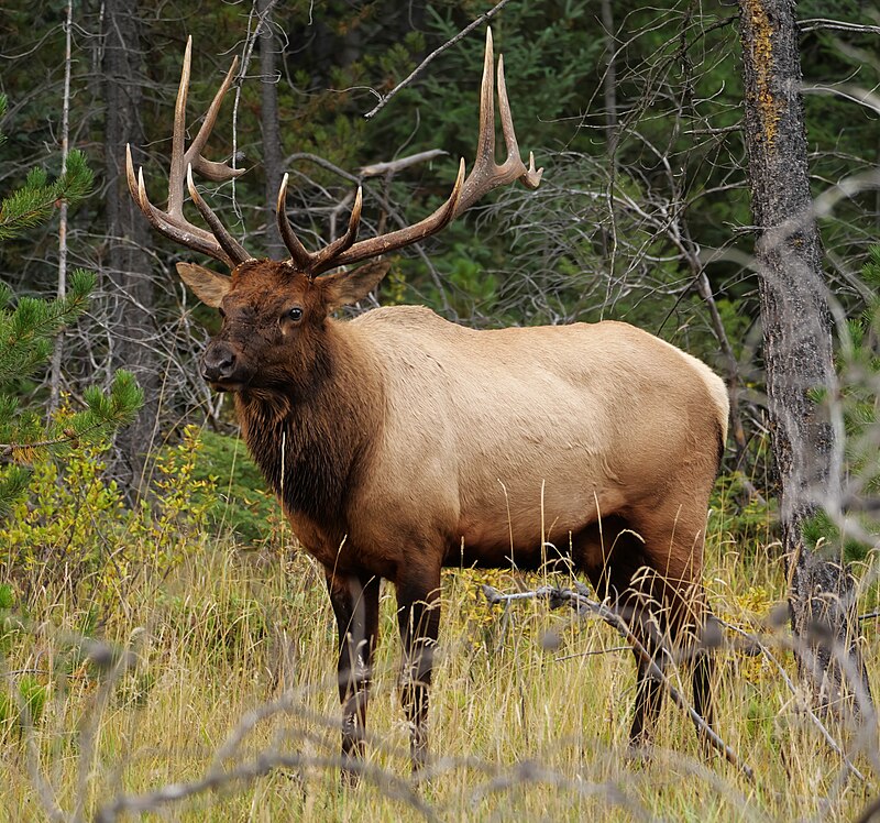 800px-Jasper.Wapiti-Hirsch.P1033401.jpg